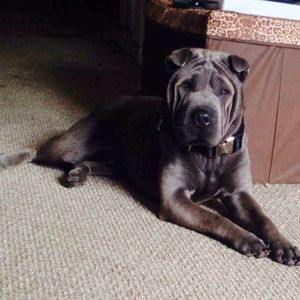 Meet your Posher, Kenneth